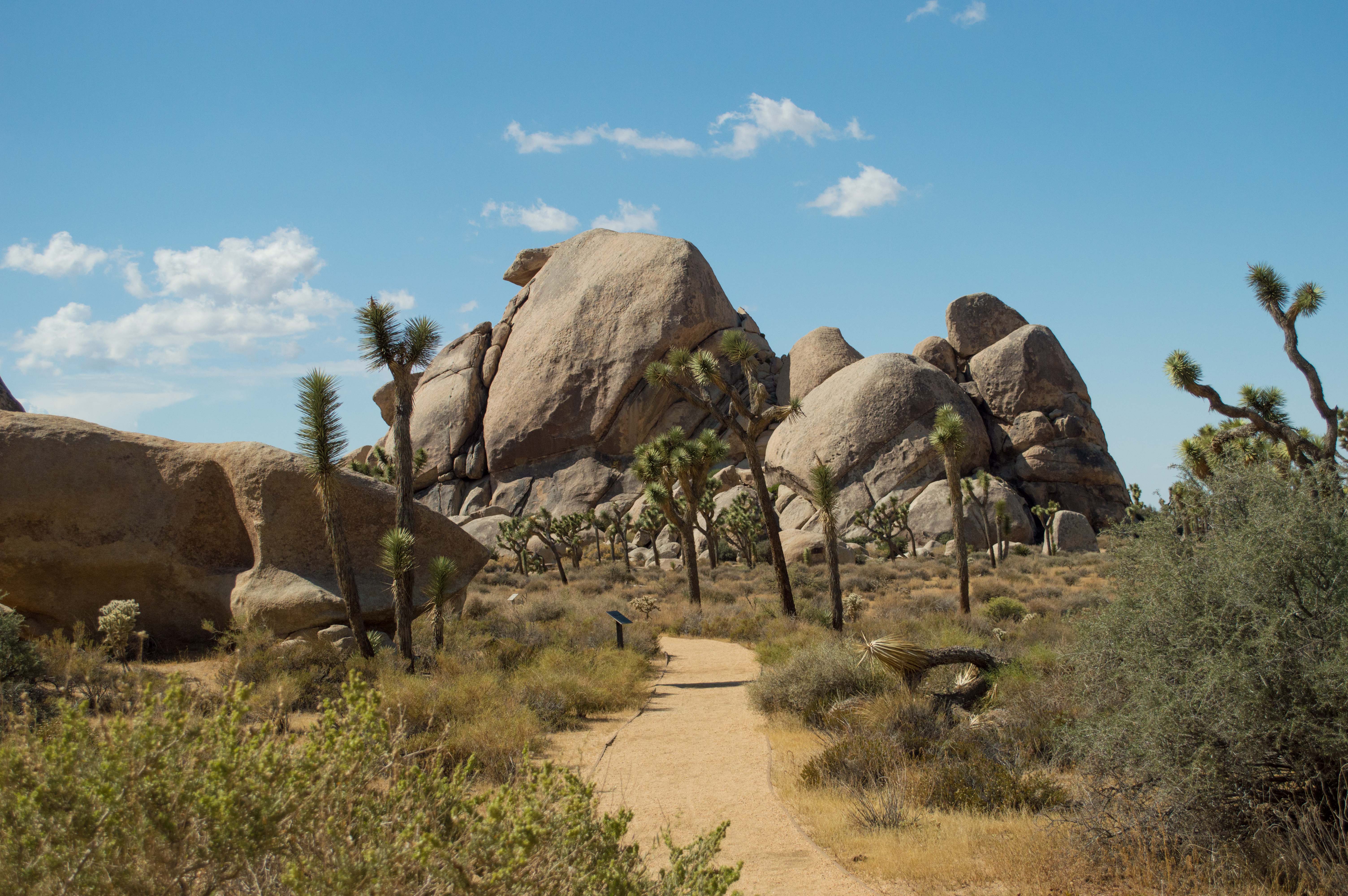 Cap Rock Nature Trail Joshua Tree National Park hiking in California