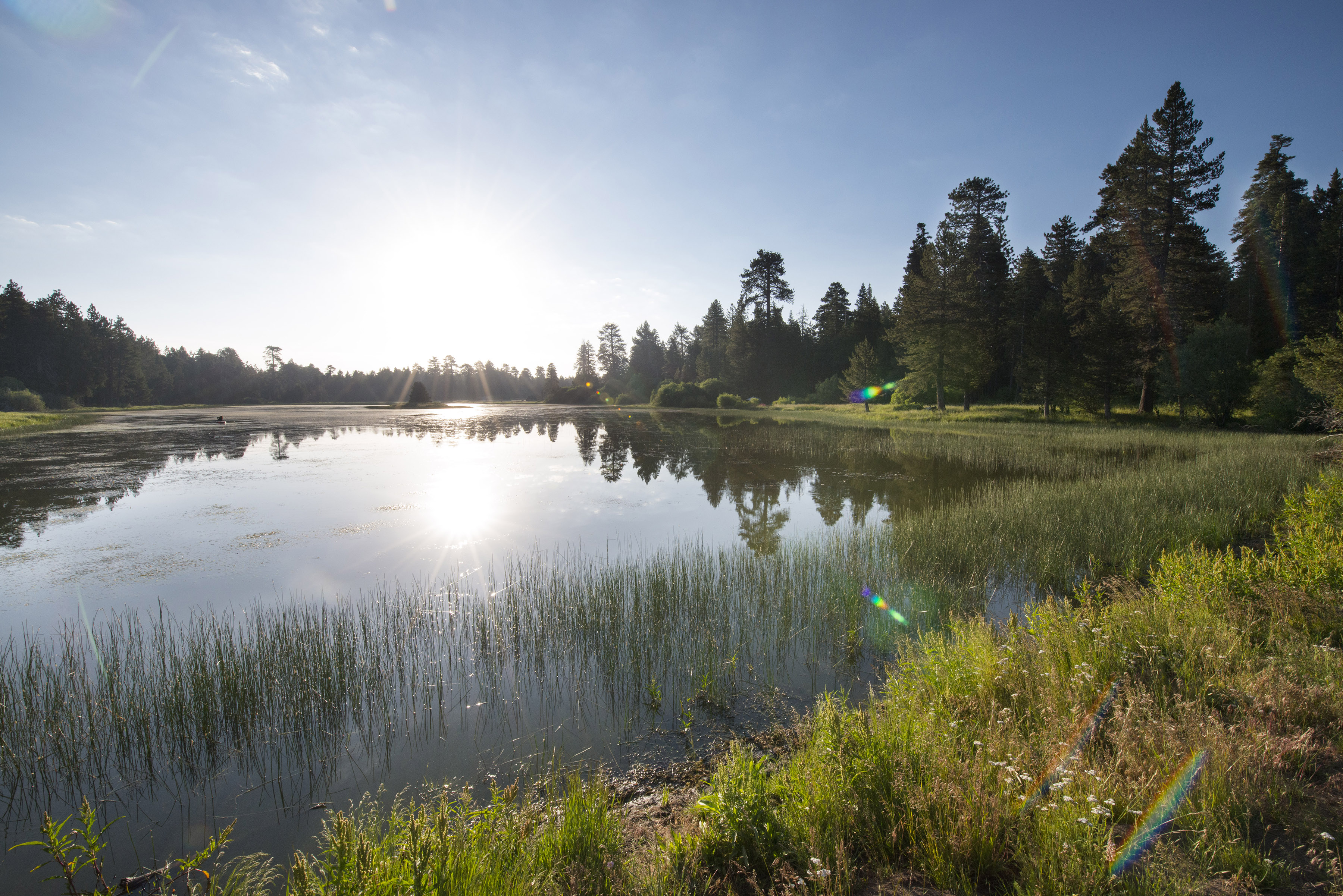 Champion Lodgepole Pine + Bluff Lake San Bernardino National Forest
