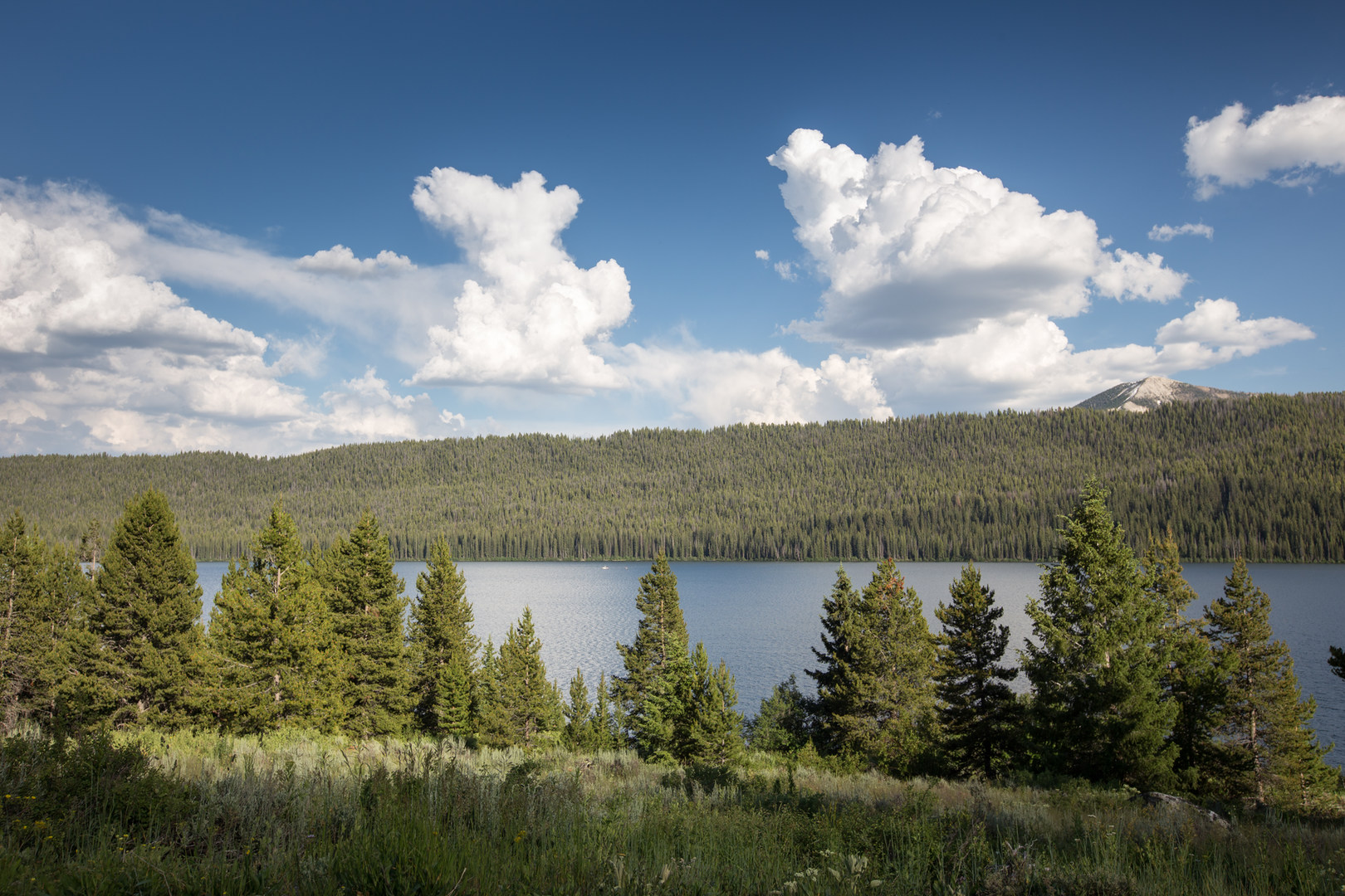 Smokey Bear Campground + Boat Launch Alturas Lake camping in Idaho