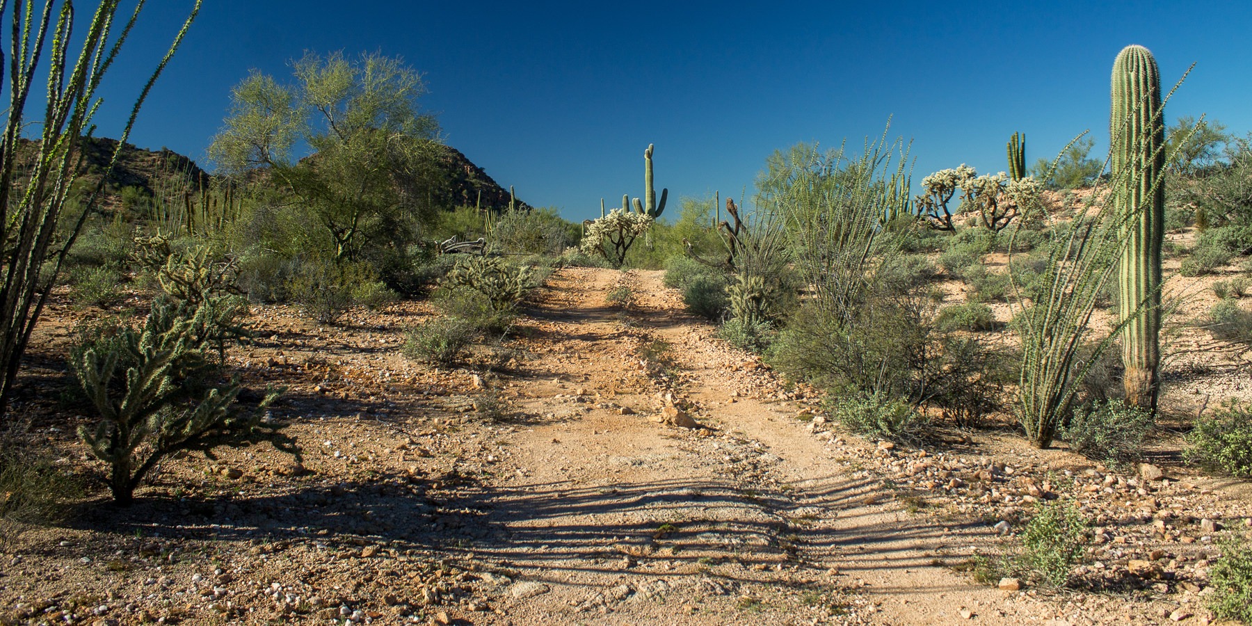 Ecosystems Divided The Border Wall's Devastating Environmental Impacts