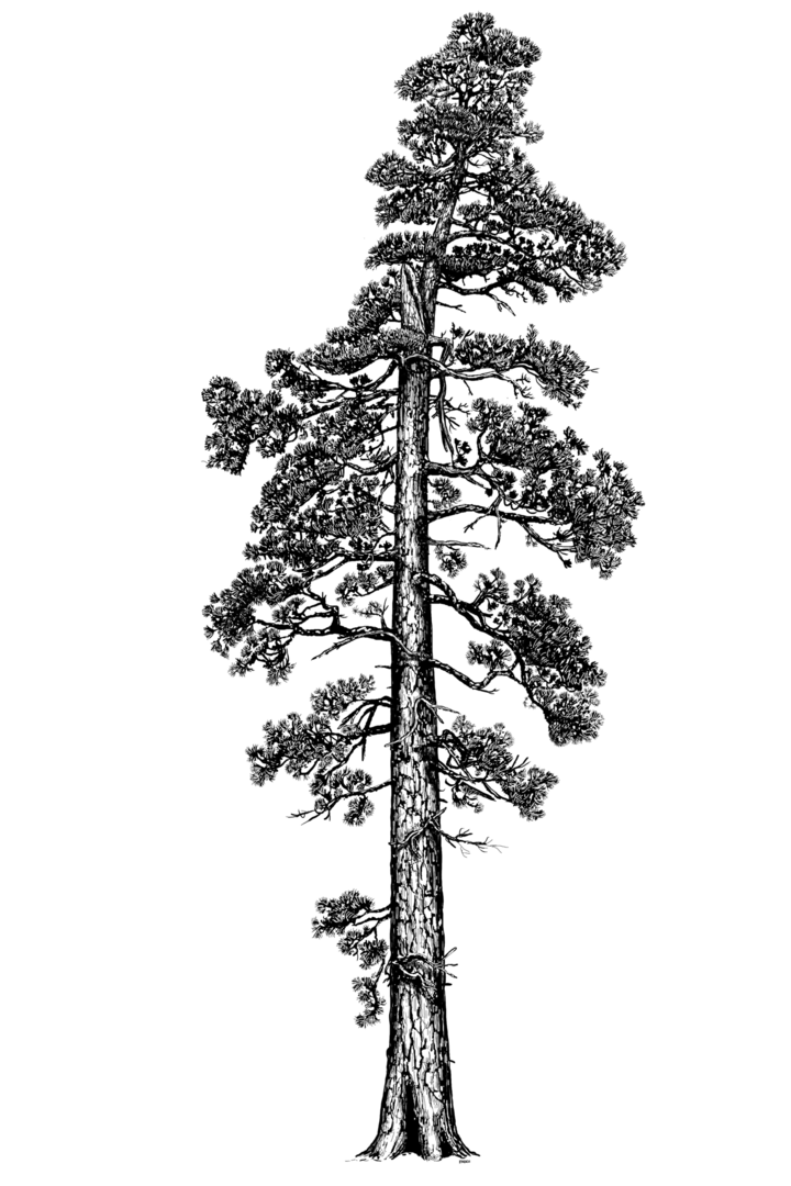 clip art redwood tree - photo #24