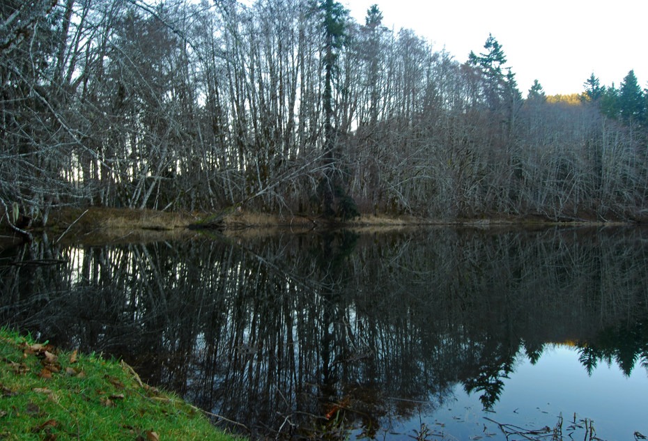 Upper Salmonberry River Trail hiking in Oregon