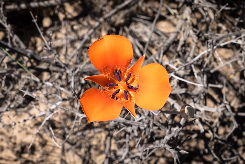 A mariposa lily in Joshua Tree National Park