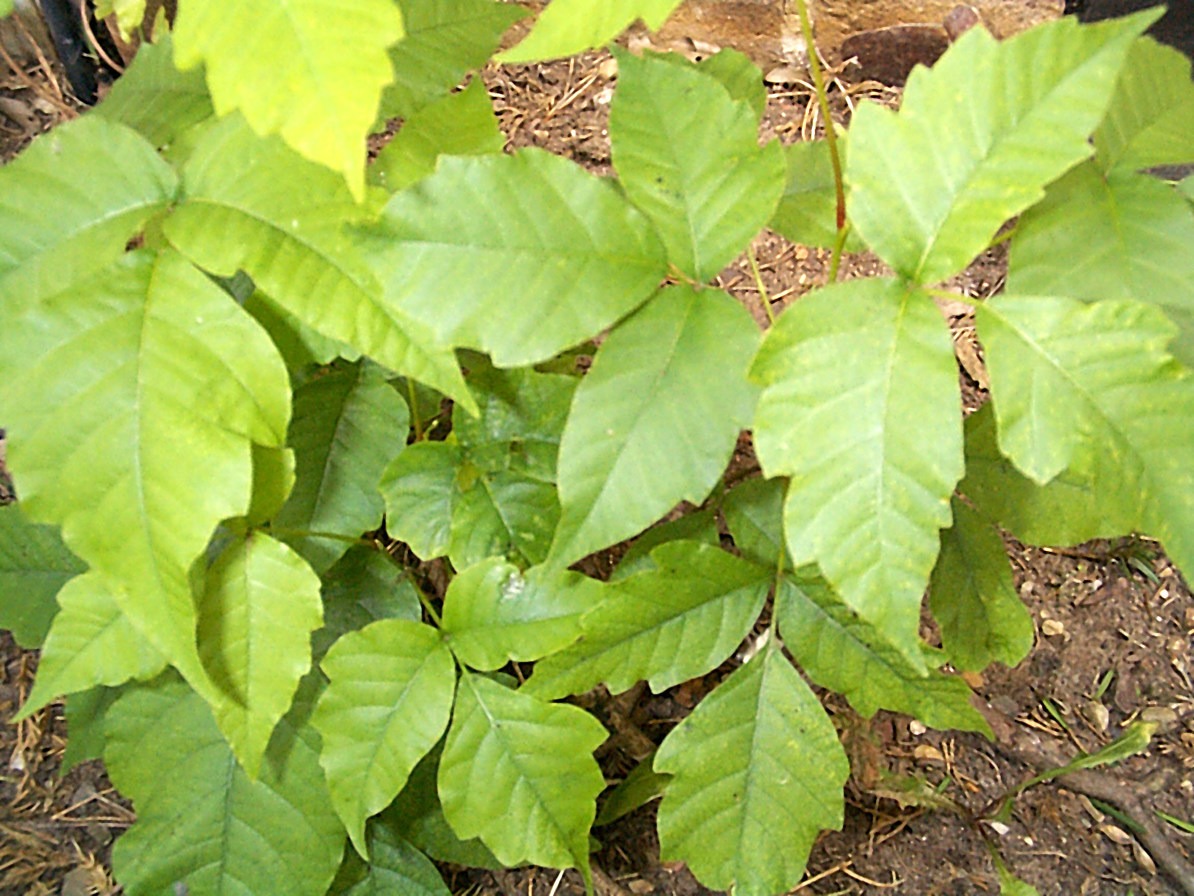 Poison Oak + Poison Ivy What You Need to Know Outdoor Project