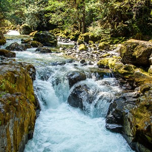 Brice Creek Trail, Champion Creek Trailhead to Lund Campground Hike