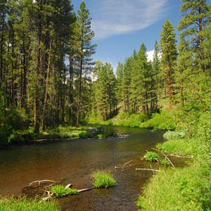 Metolius River Trail