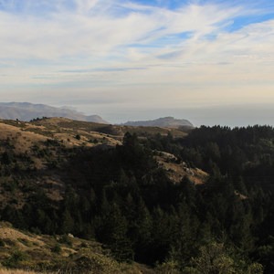 Steep Ravine Trail to Dipsea Trail Loop