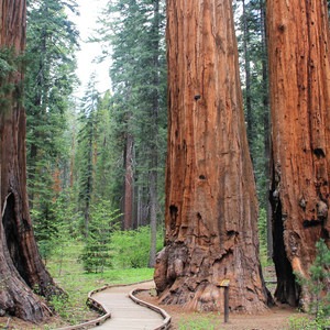 Calaveras Big Trees State Park