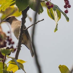 Conboy Lake National Wildlife Refuge