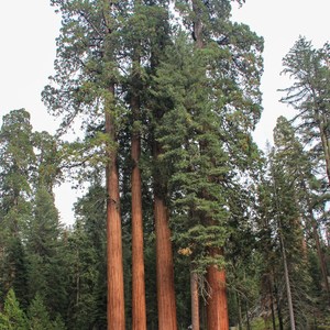 Grant Grove + General Grant Tree