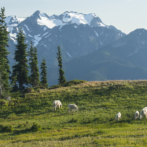 Olympic National Park