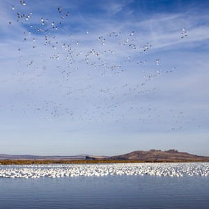 Klamath Basin National Wildlife Refuge Complex