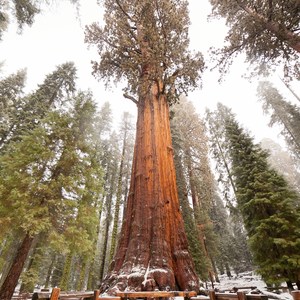 General Sherman Tree