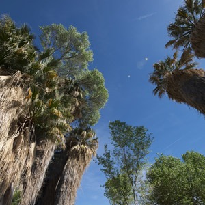 Cottonwood Springs Nature Trail - Mastadon Peak Loop