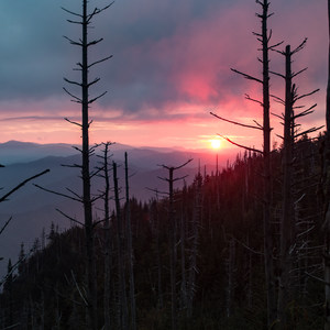 Mount LeConte via Trillium Gap + Boulevard Trail