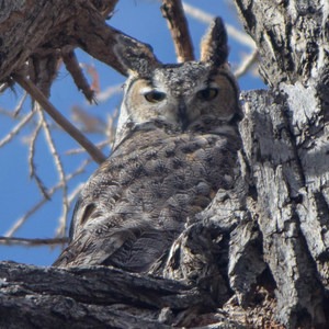 Rocky Mountain Arsenal National Wildlife Refuge