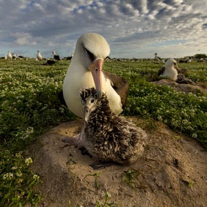 Midway Atoll National Wildlife Refuge + Battle of Midway National Memorial
