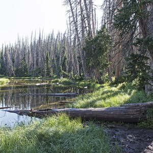 Alpine Pond Loop