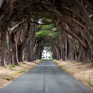 Cypress Tree Tunnel
