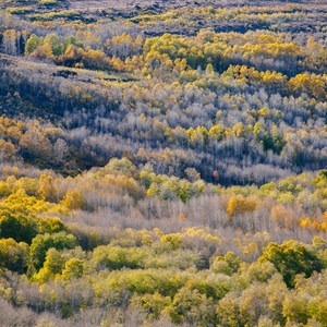Steens Mountain Quaking Aspen Fall Foliage