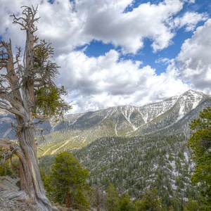 Bristlecone Trail