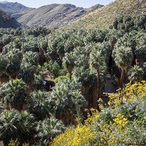Palm Canyon + Victor Trail Loop