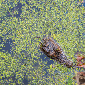 Pinckney Island National Wildlife Refuge