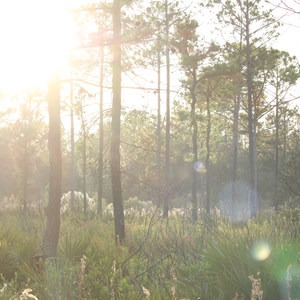 Price's Scrub State Park