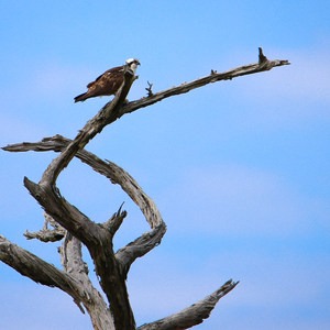 Alligator Marsh Boardwalk