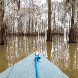 Atchafalaya Swamp Boat Tour