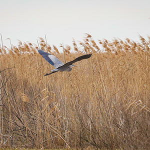 Blue Goose Nature Trail