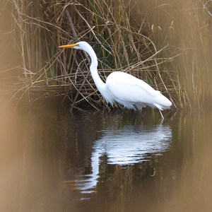 Sabine National Wildlife Refuge Wetland Walkway