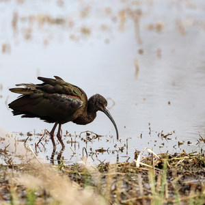Cameron Prairie Pintail Nature Drive + Boardwalk Trail