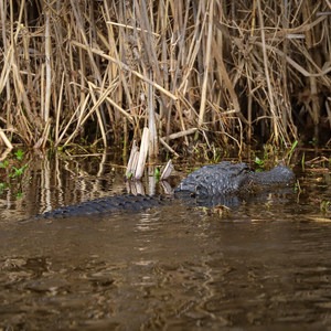 Cameron Prairie National Wildlife Refuge