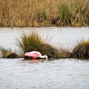Creole Nature Trail + All-American Road Scenic Byway
