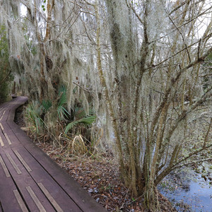 Jean Lafitte Barataria Preserve Wetlands Trails