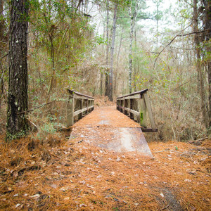 Caroline Dormon Trail