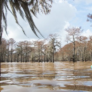 Henderson Swamp Paddling