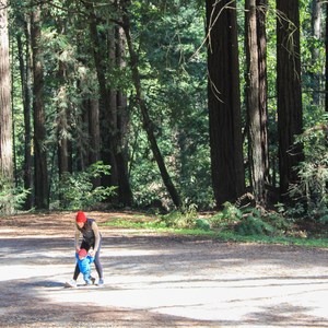 Forest of Nisene Marks State Park