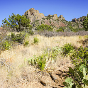 Chisos Basin Loop