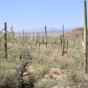 Wasson Peak via Hugh Norris Trail