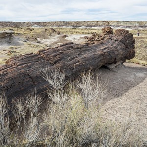 Giant Logs Loop Trail