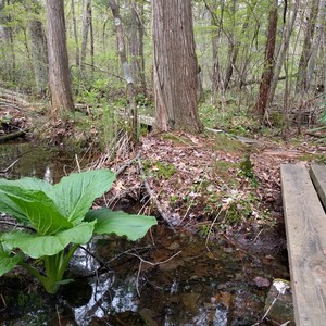 Manchester Cedar Swamp