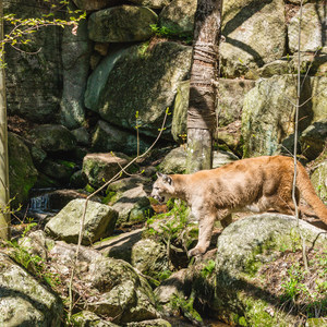 Squam Lakes Natural Science Center