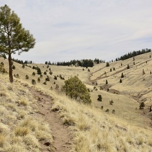 Gooseberry Springs Trail to Mount Taylor