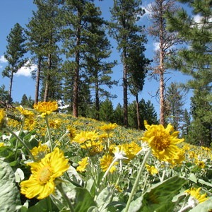 Sound of Music Trail to Woods Gulch Overlook