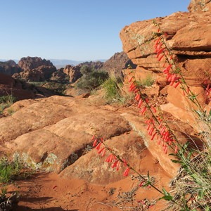 Petrified Dunes Trail