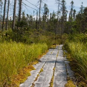 Peacham Bog Loop Trail