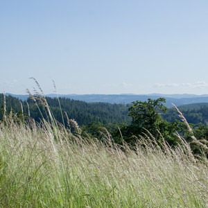 Ridgeline Trail System: Wild Iris Ridge + Loop Trail