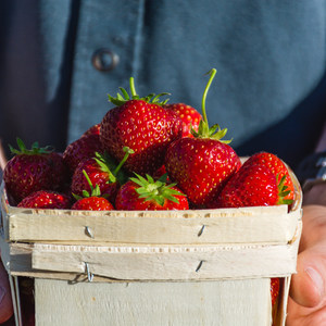 Berry Picking in New Hampshire
